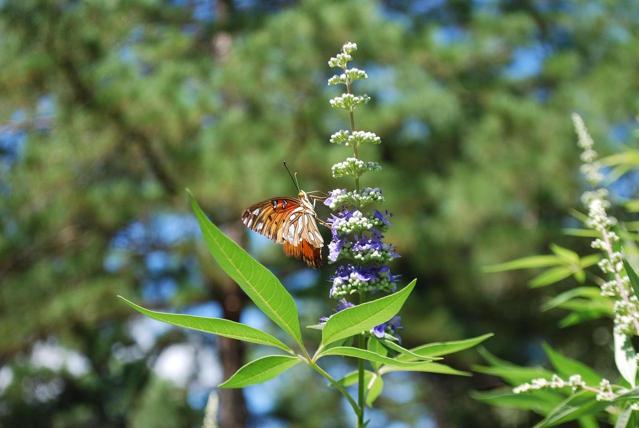 daynaw3990-butterfly-1802324_1920 (1).jpg