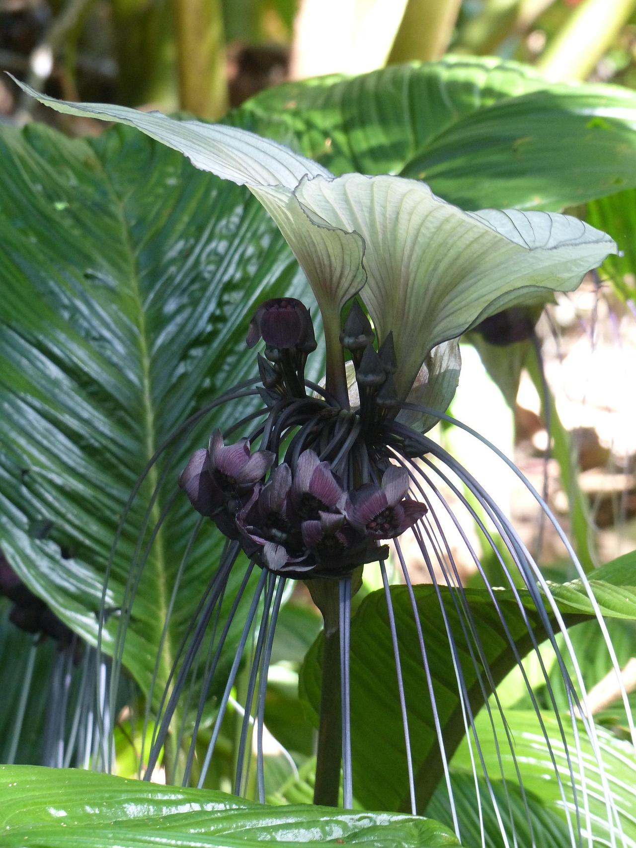 Bat Flower (Tacca chantrieri)