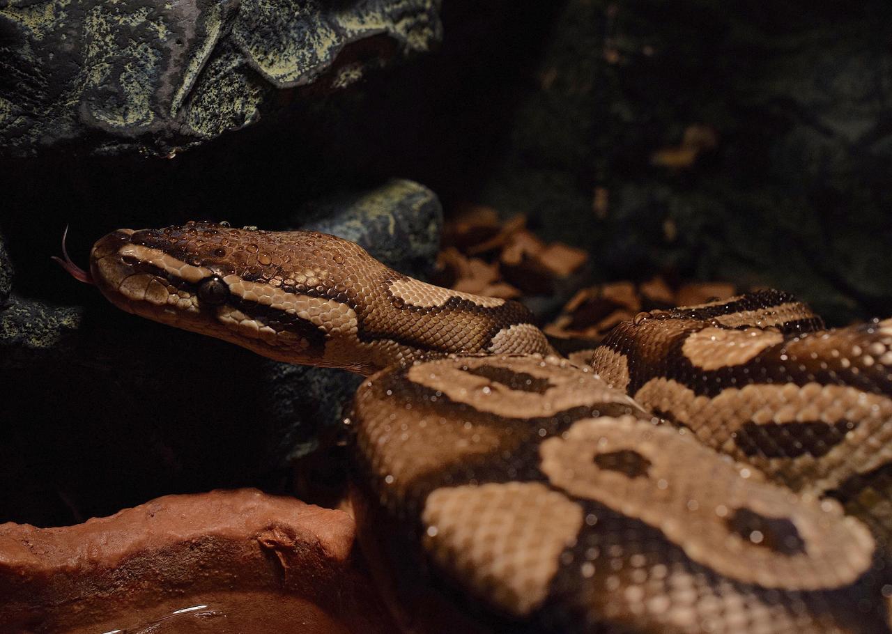 Royal Python (Python regius)