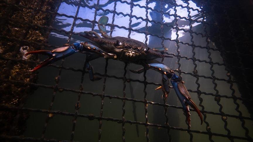 Blue Crab (Callinectes sapidus)