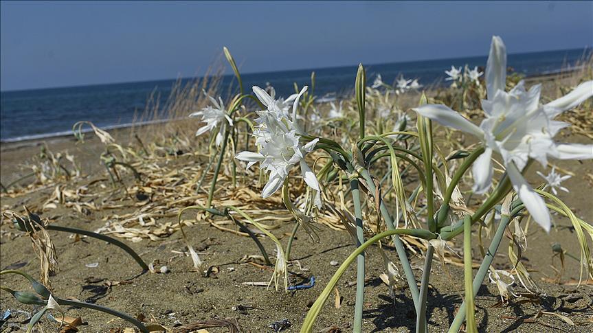 Sea Daffodil (Pancratium maritimum L.)