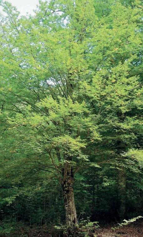 Common Hornbeam (Carpinus betulus)