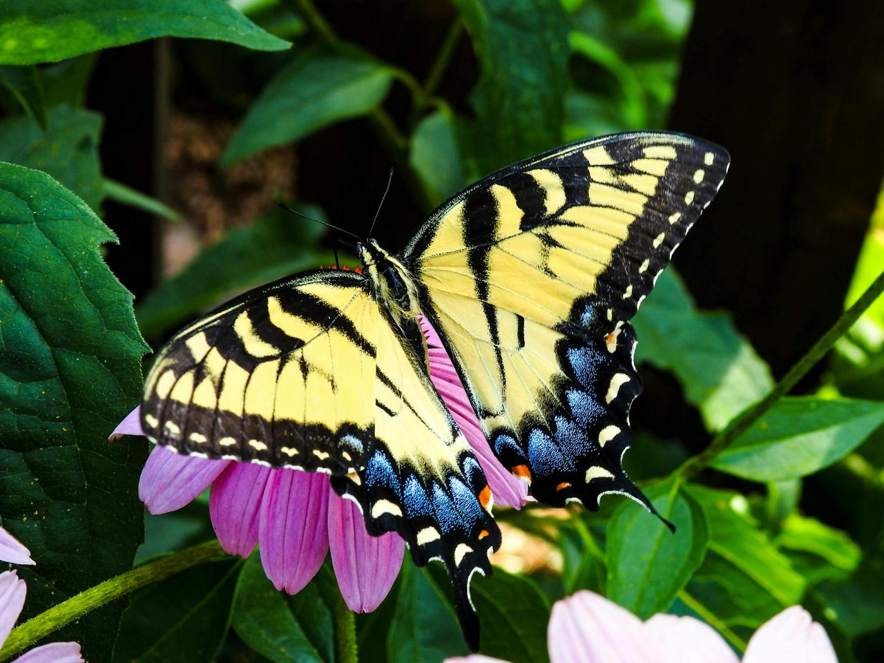 Kaplan Kırlangıçkuyruklusu (Papilio alexanor)