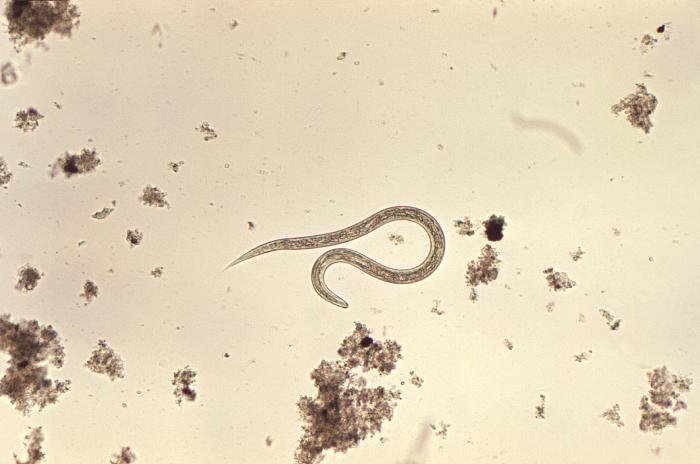 Kancalı Kurt (Ancylostoma duodenale)