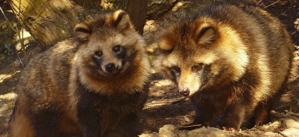 Rakun Köpeği (Tanuki)