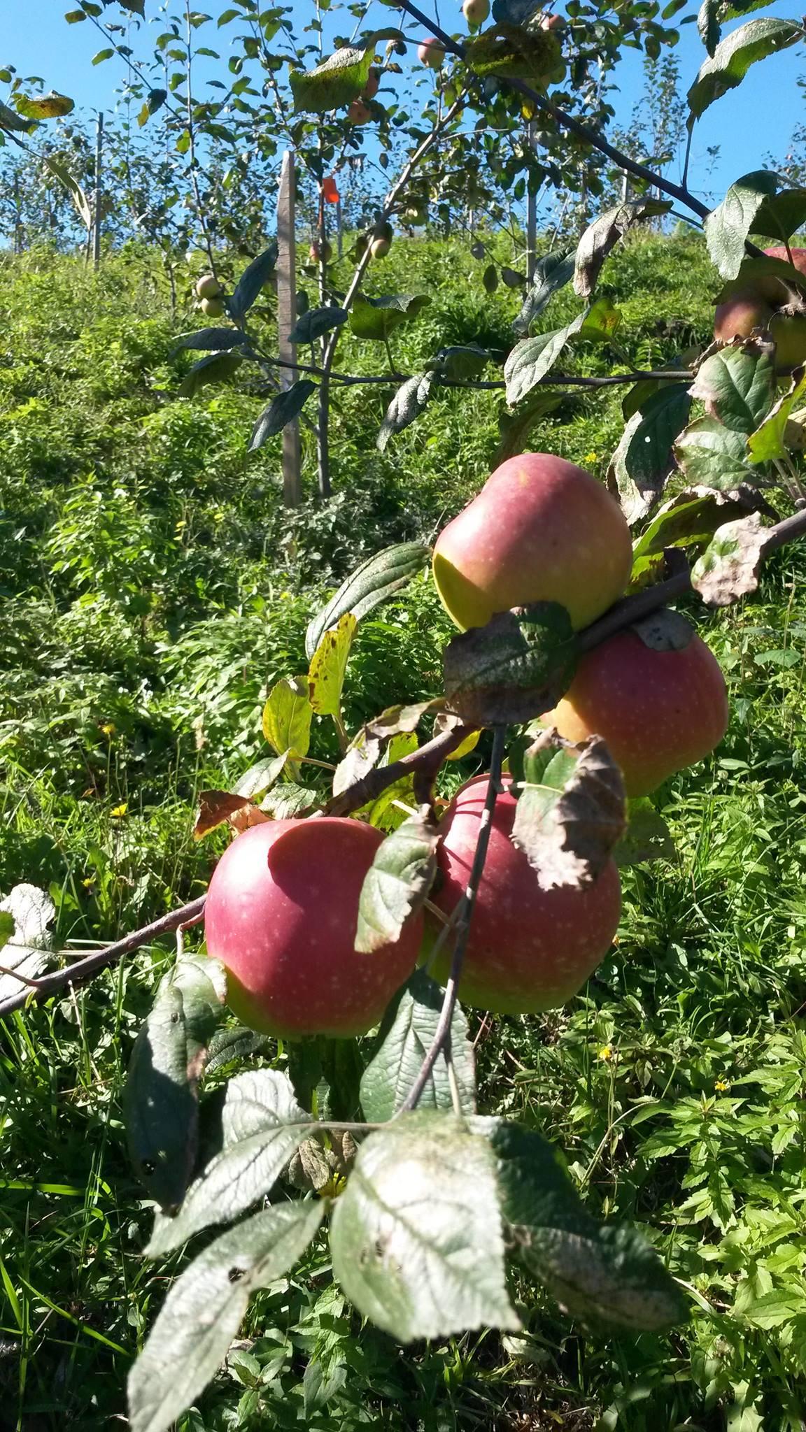 Piraziz Apple
