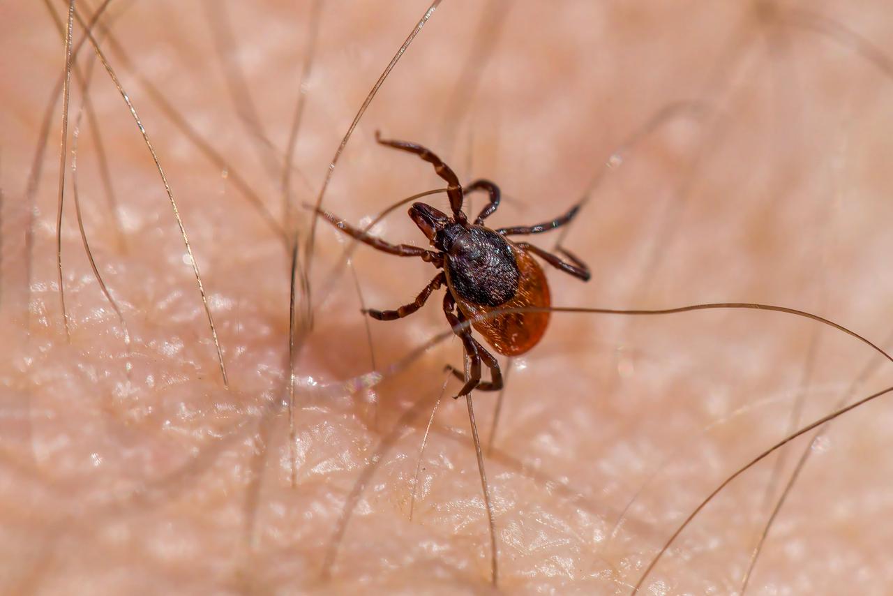 Orman Kenesi (Lxodes ricinus)