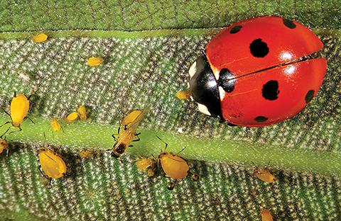 Biological control