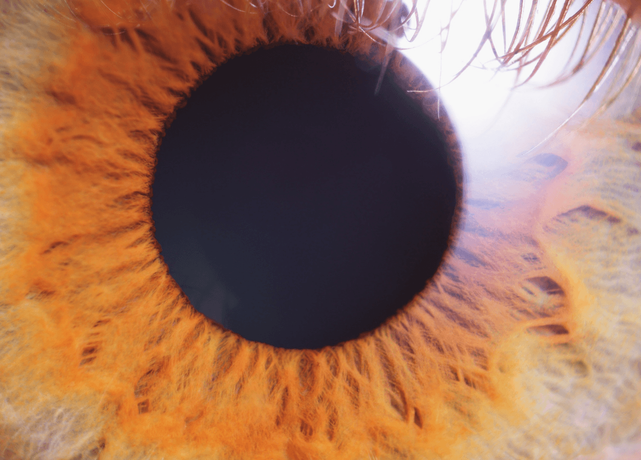 Pupil Reflex