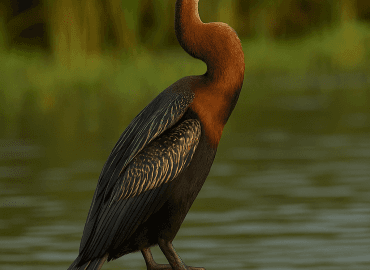 Snakebird (Anhinga rufa)