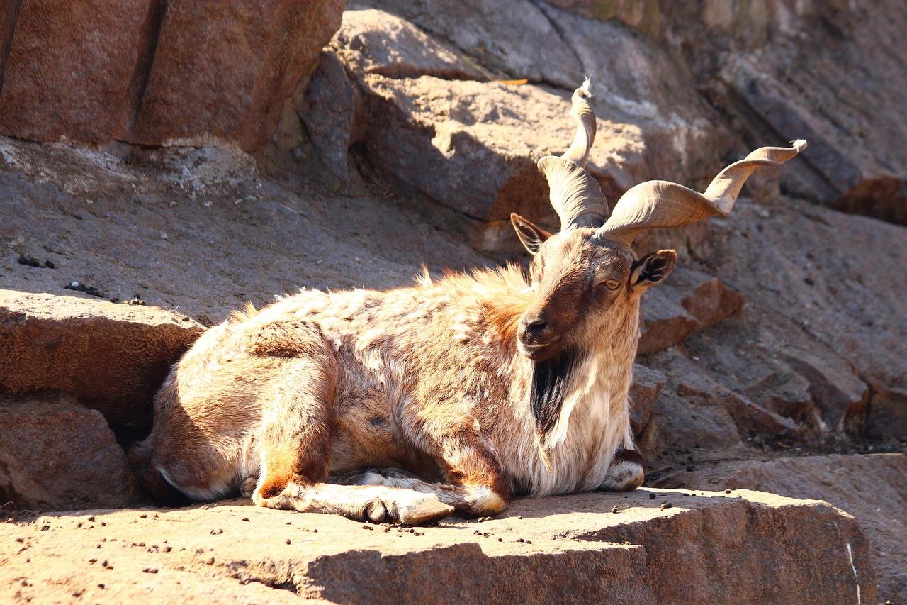 zoosnow-markhor-5324448_1920 (1).jpg