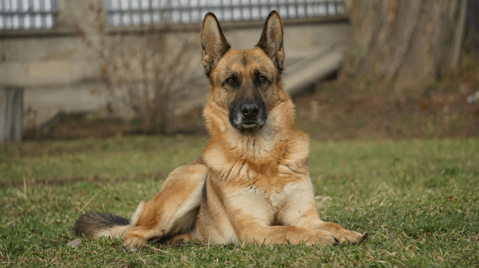 Alman Çoban Köpeği (Canis lupus familiaris)