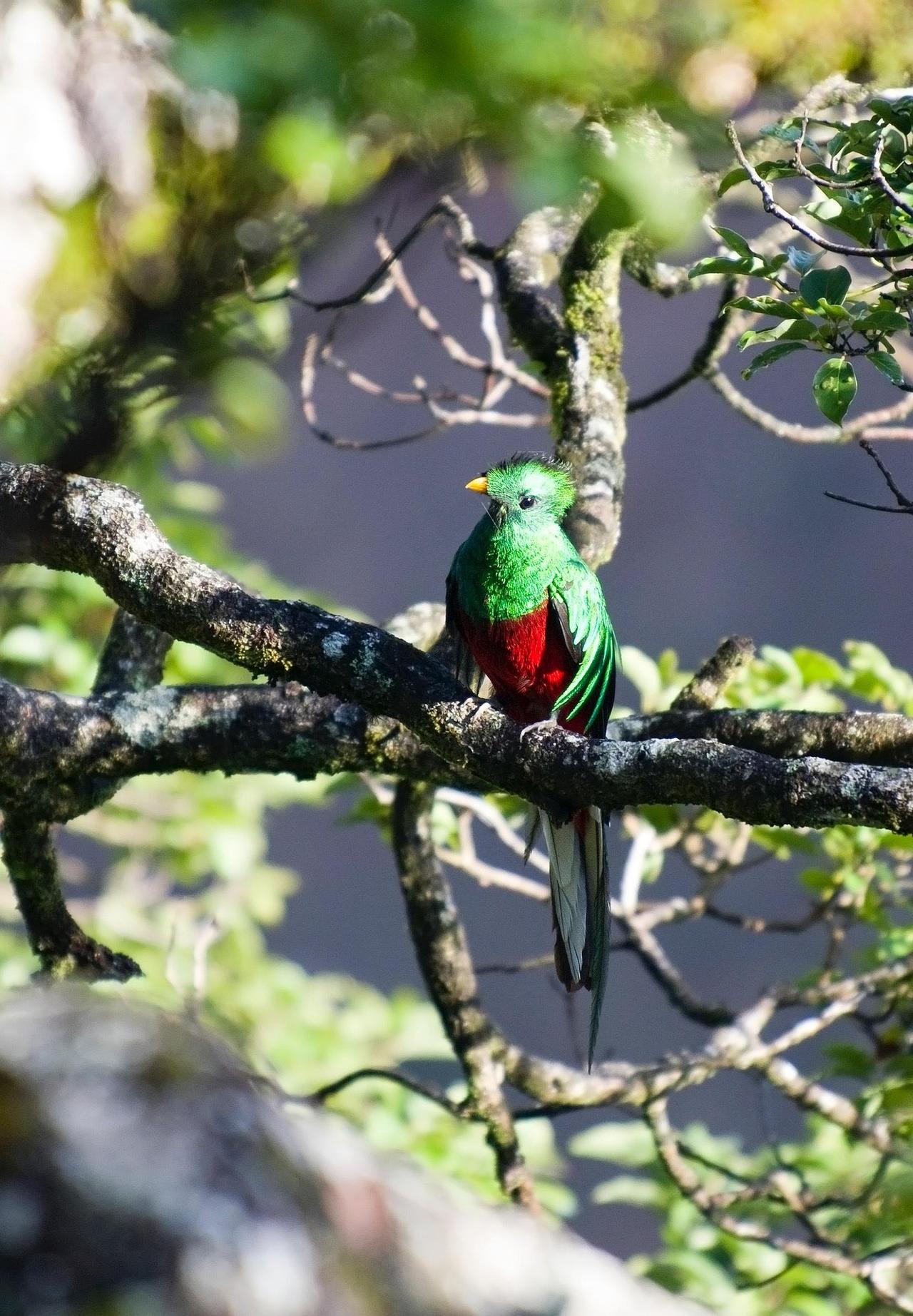 nicman-quetzal-2139297_1920 (1).jpg