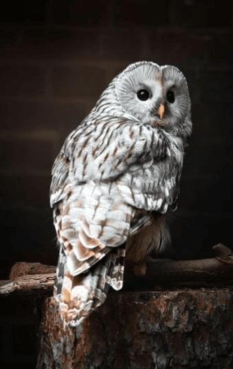 Ural Owl (Strix uralensis)