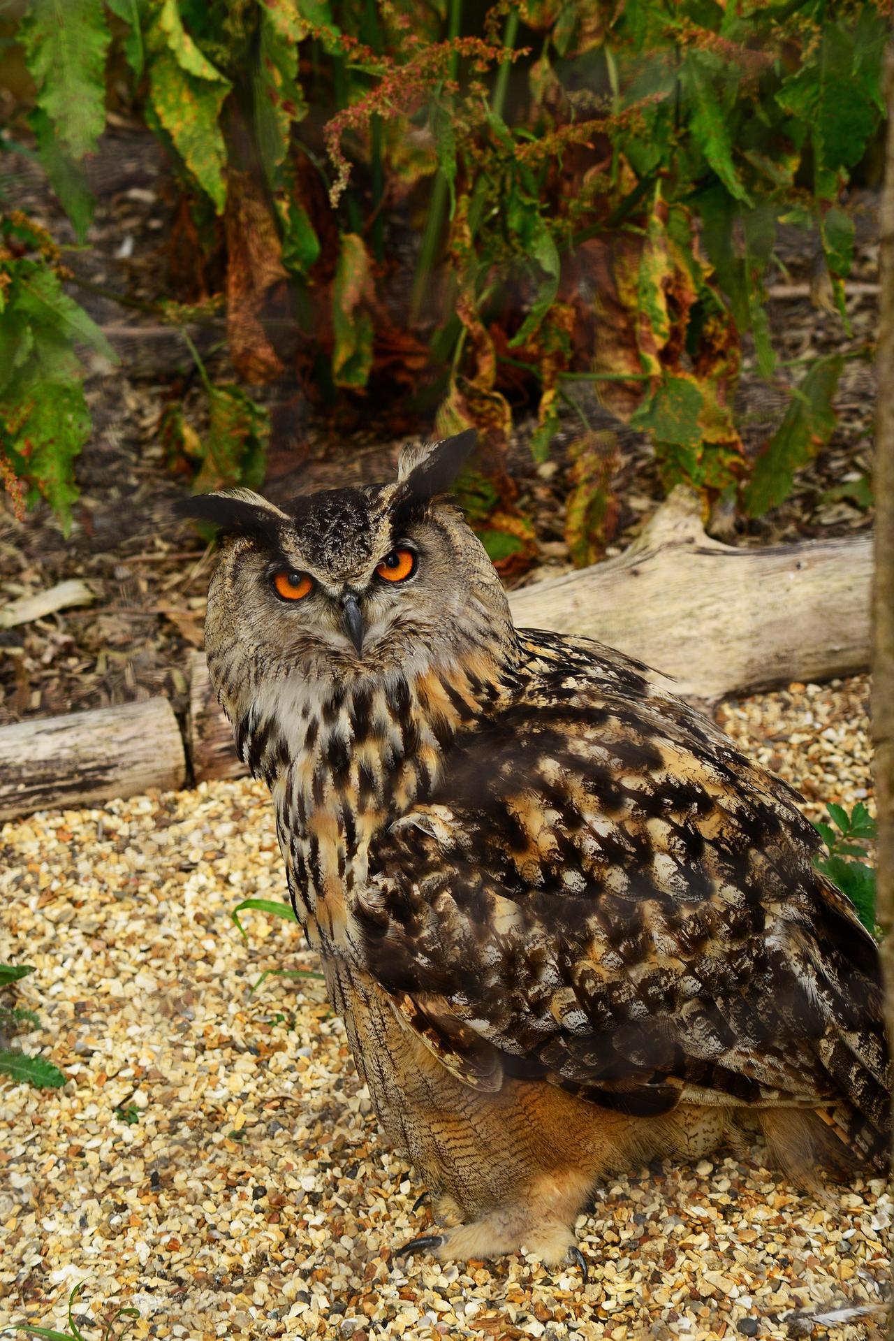 pollydot-eurasian-eagle-owl-399542_1920.jpg