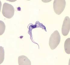 Trypanosoma brucei