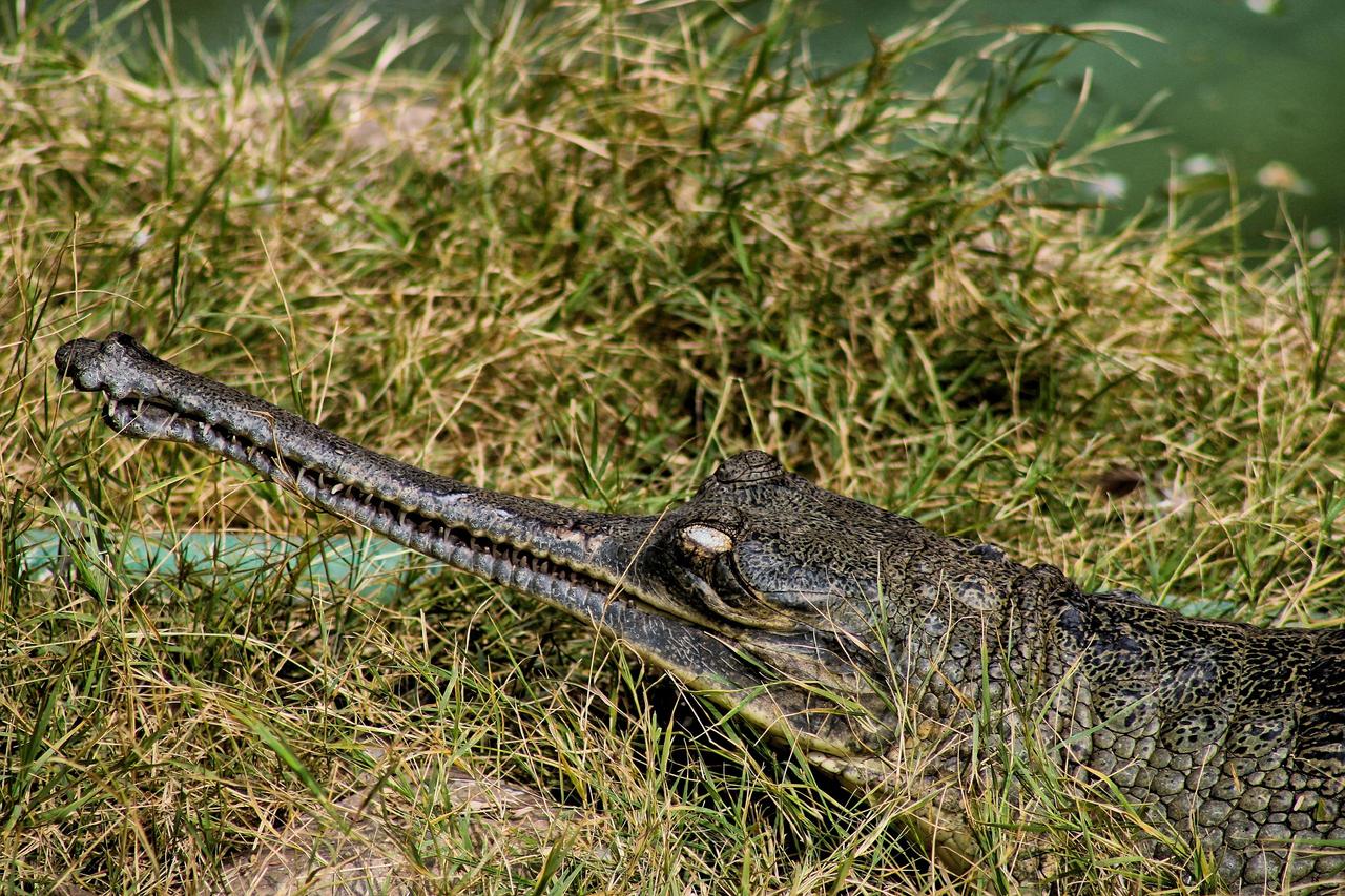 Indian Gharial (Gavialis gangeticus)