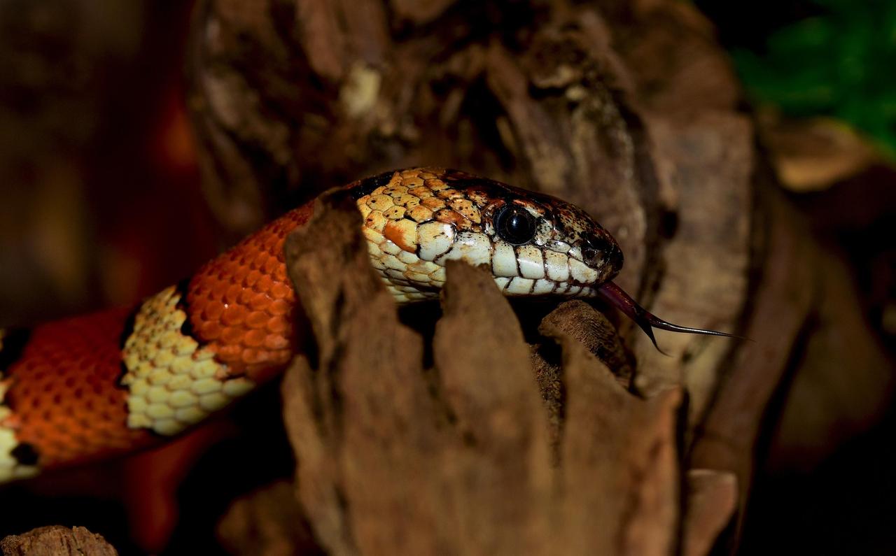 Süt Yılanı (Lampropeltis Triangulum)