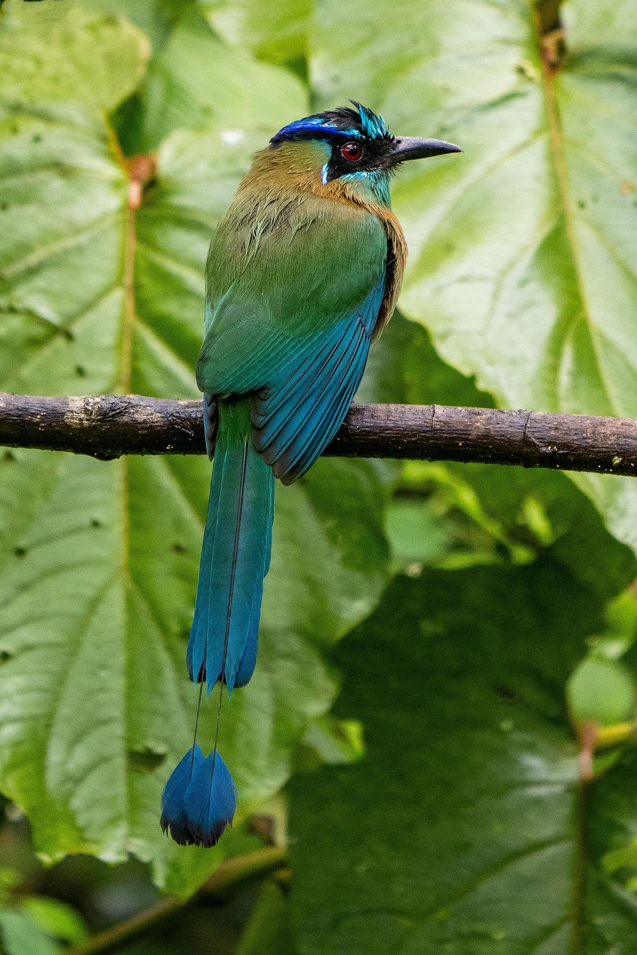hbieser-costa-rica-9301365_1920.jpg