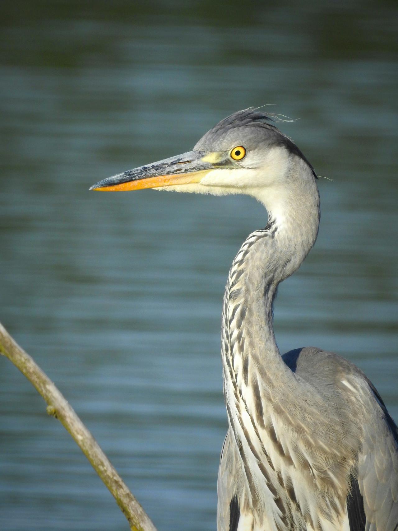 Gri Balıkçıl (Ardea cinerea)