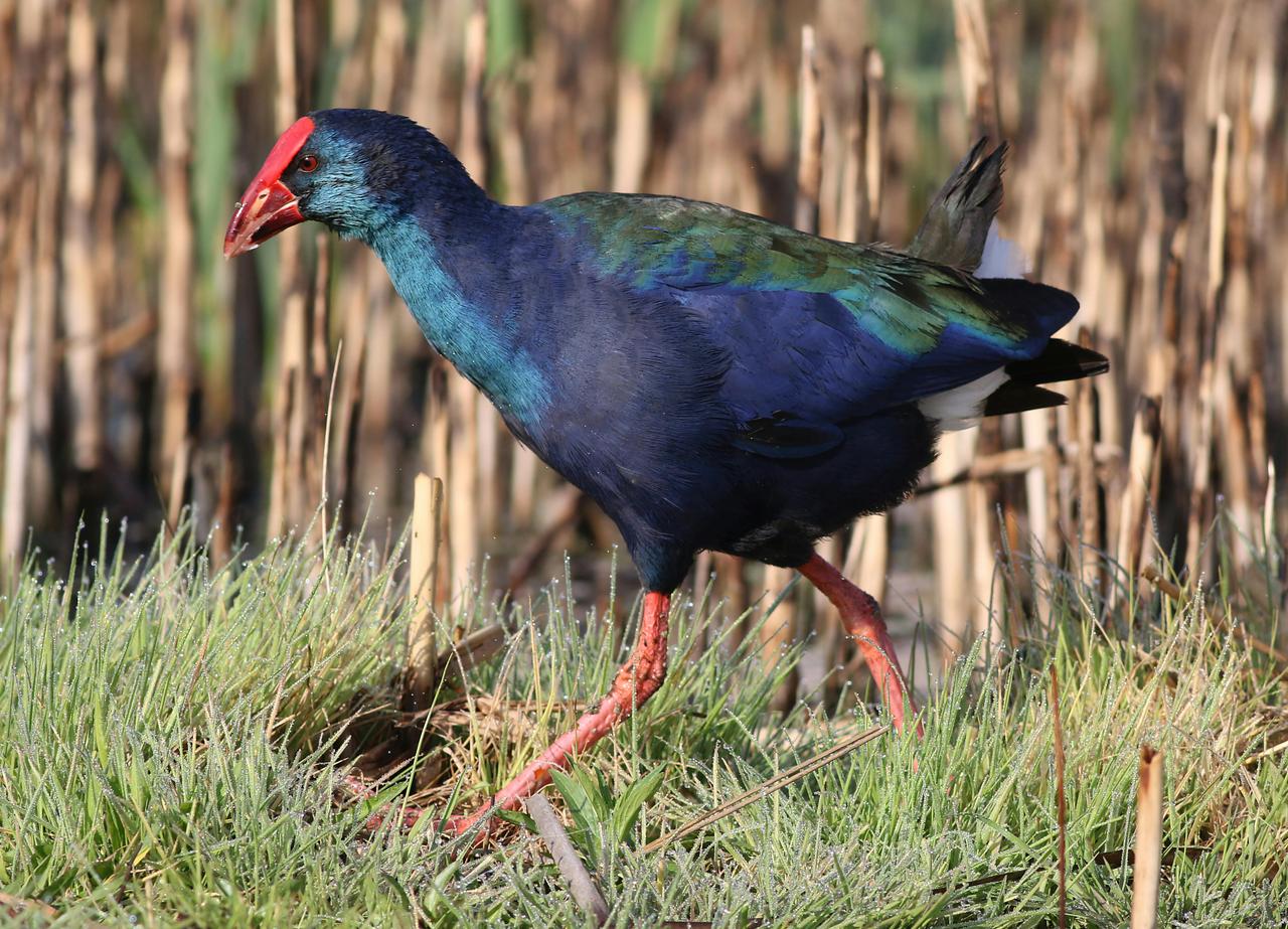Gri Başlı Sazhorozu (Porphyrio poliocephalus)