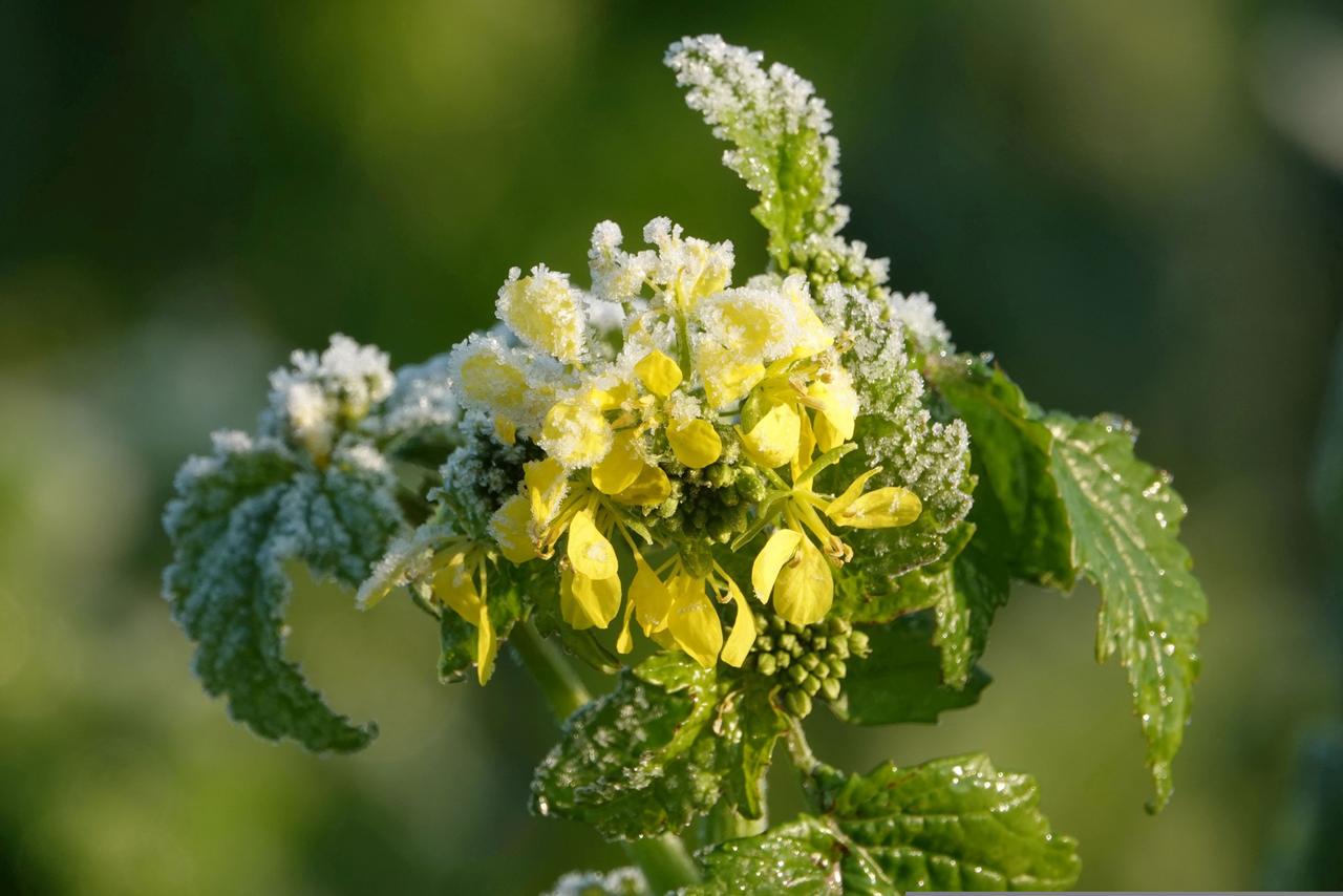 Mustard Plant (Sinapis arvensis)