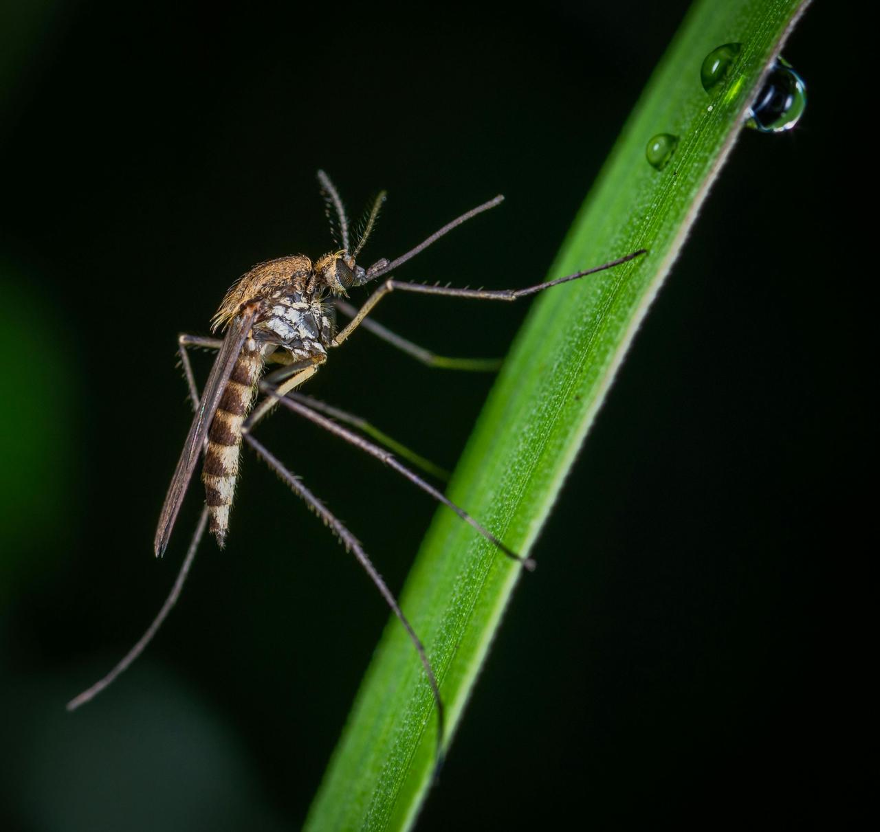 Culex pipiens