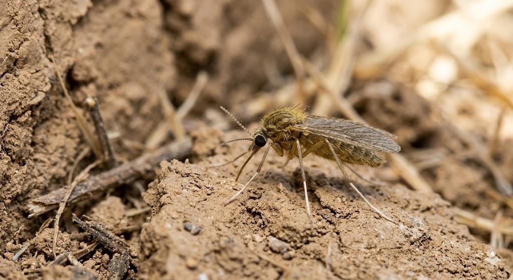 Phlebotomus papatasi