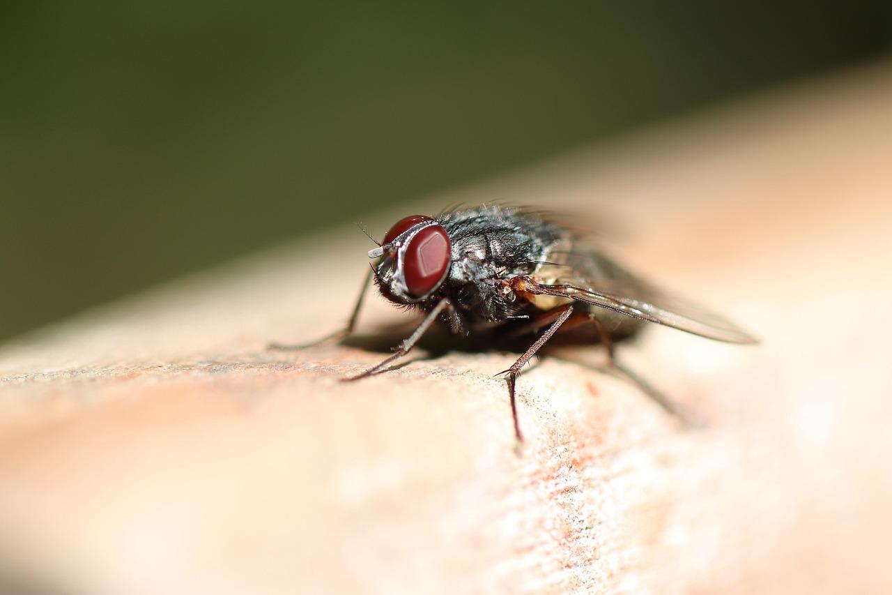 Musca domestica