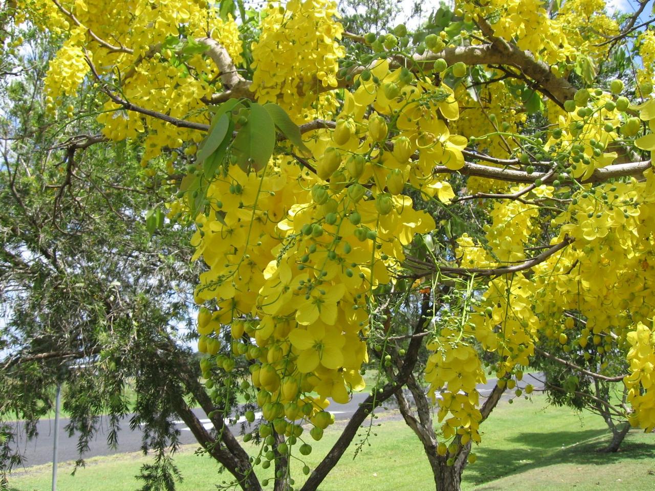 Sinameki (Senna alexandrina)