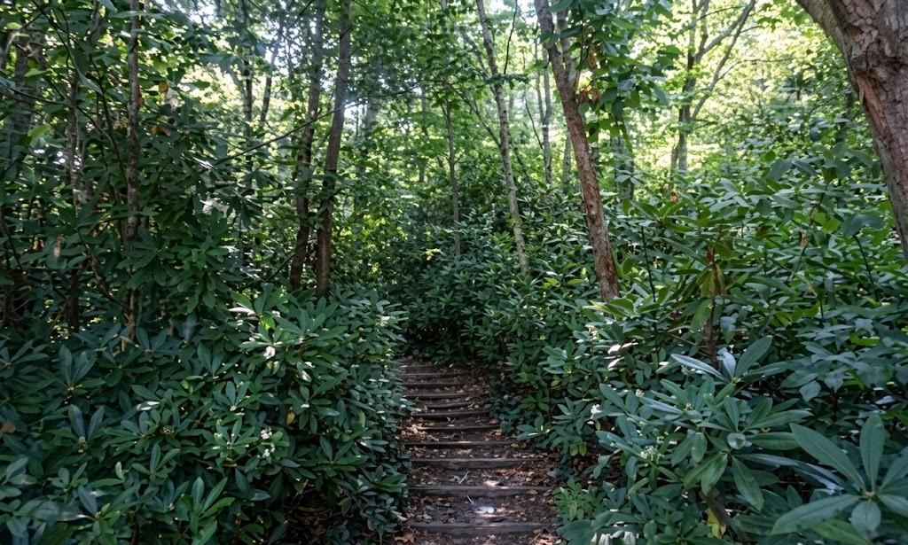 Yoroz City Forest