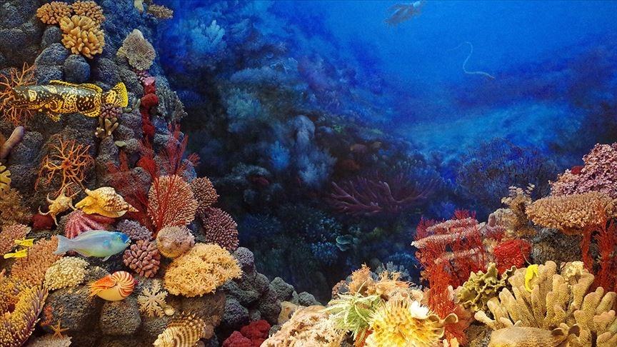 Büyük Set Resifi (Great Barrier Reef)