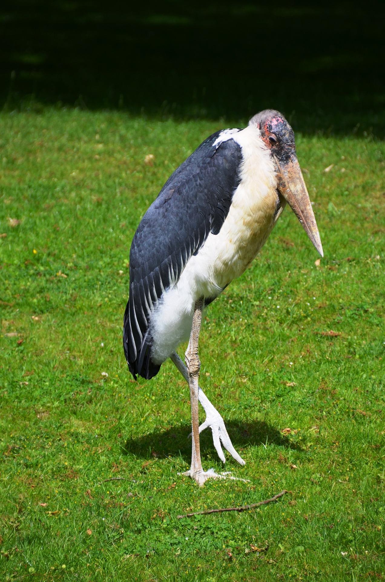 Marabou Stork (Leptoptilos crumenifer)