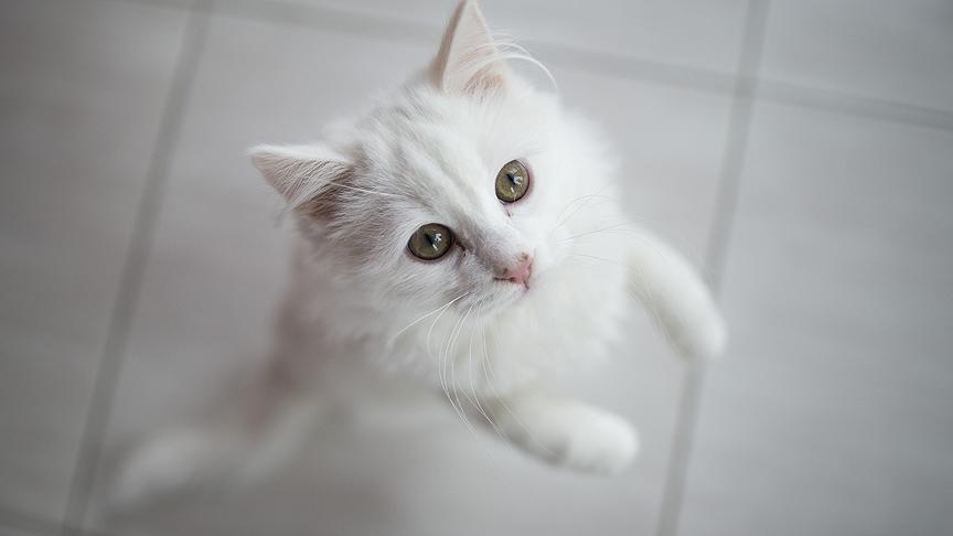 2019_1 Ocak_kedi2.jpg