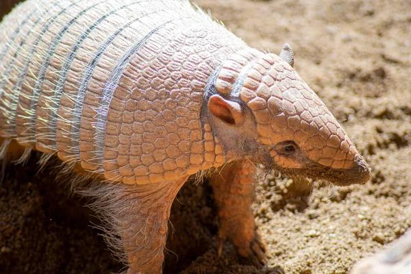 Pembe peri armadillosu (Chlamyphorus truncatus)
