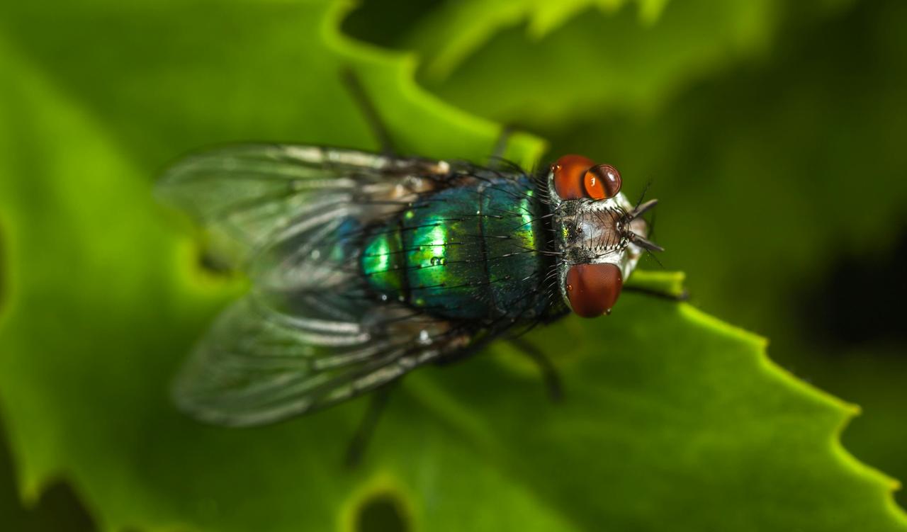 Stomoxys calcitrans