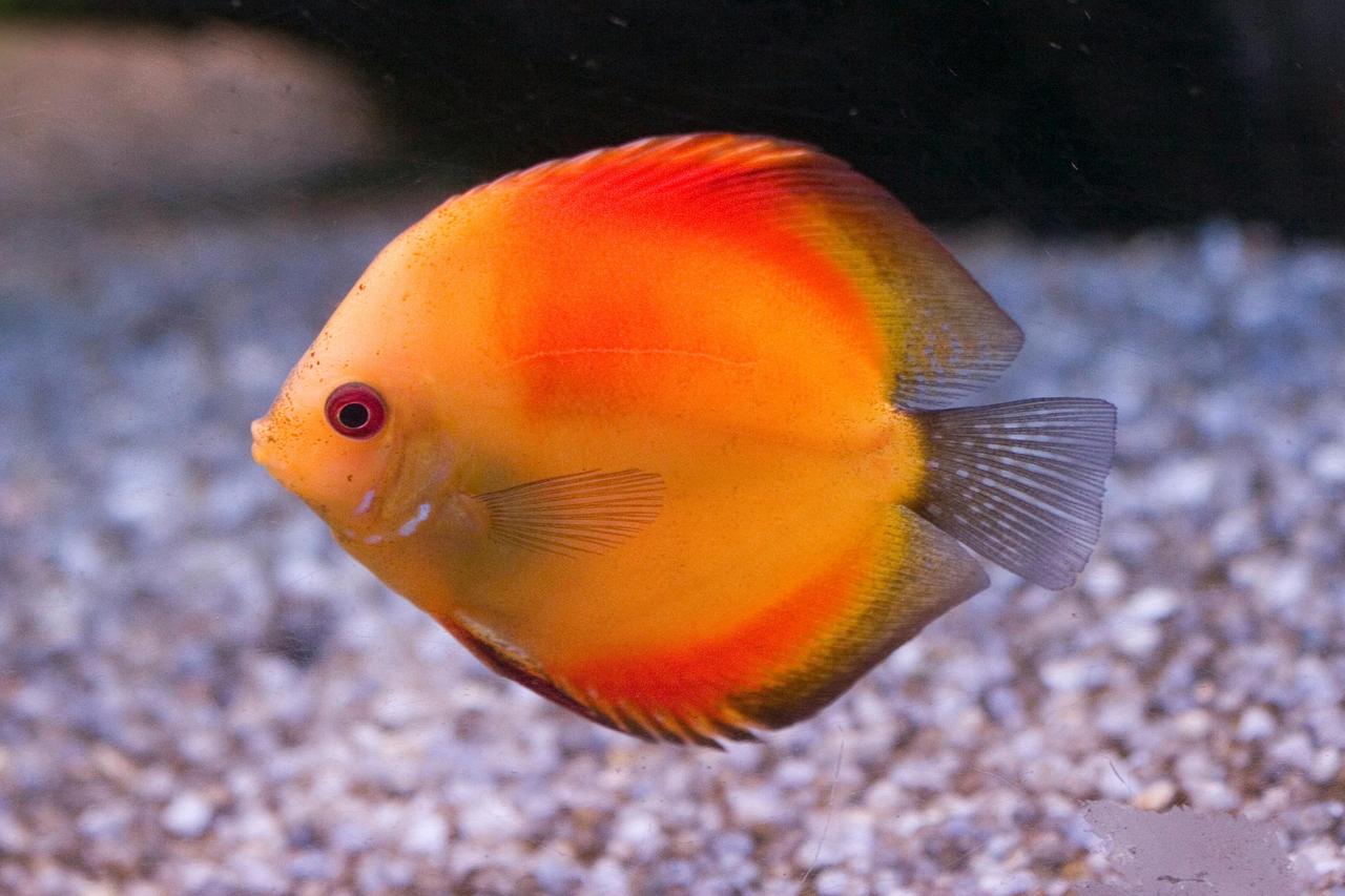 Diskus Balığı (Symphysodon)