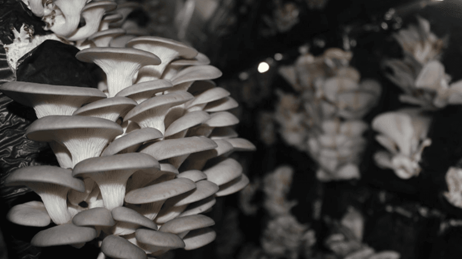 İstiridye Mantarı (Pleurotus Ostreatus)
