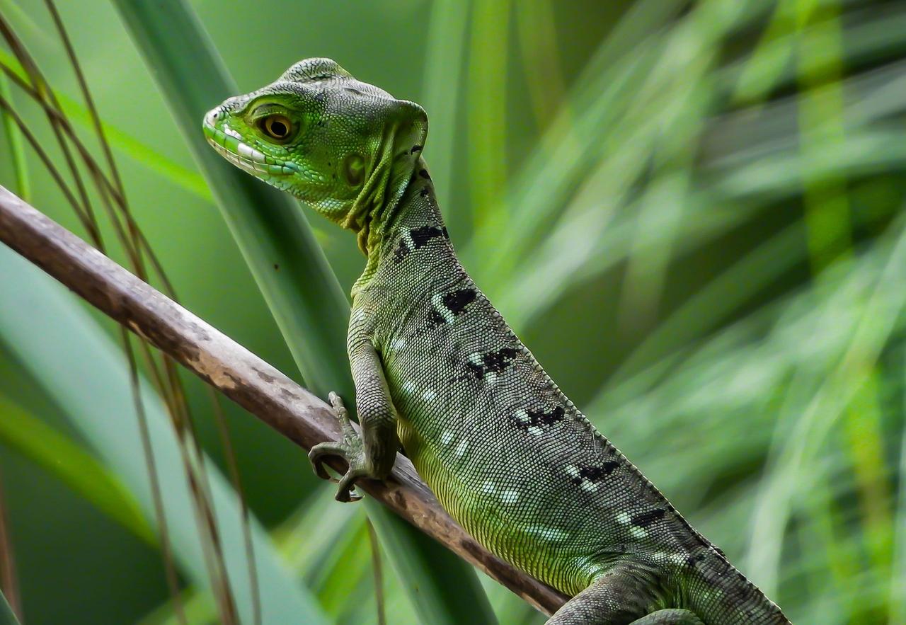 marvinbla-reptile-7485967_1920.jpg