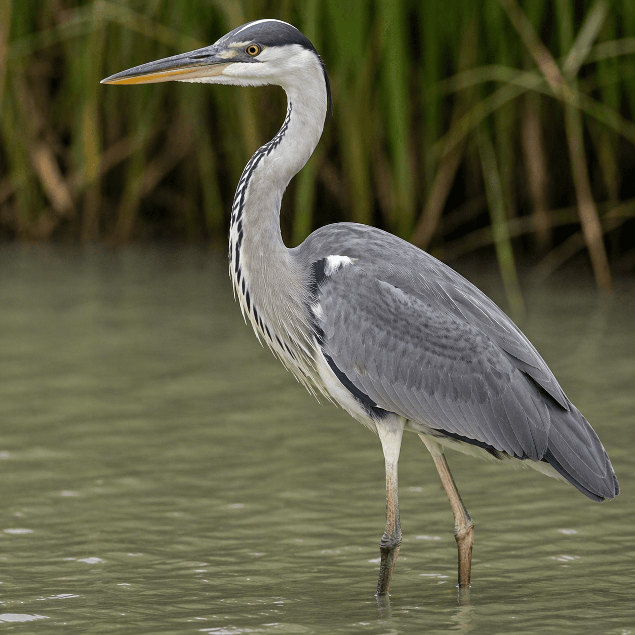 Grey Heron (Ardea cinerea)