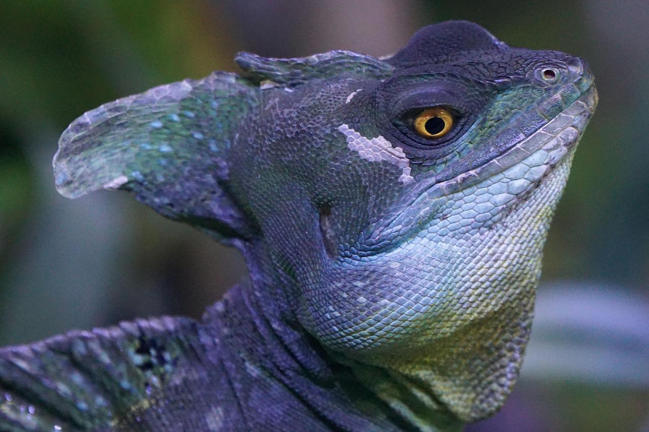 Çizgili Basilisk (Basiliscus Basiliscus)