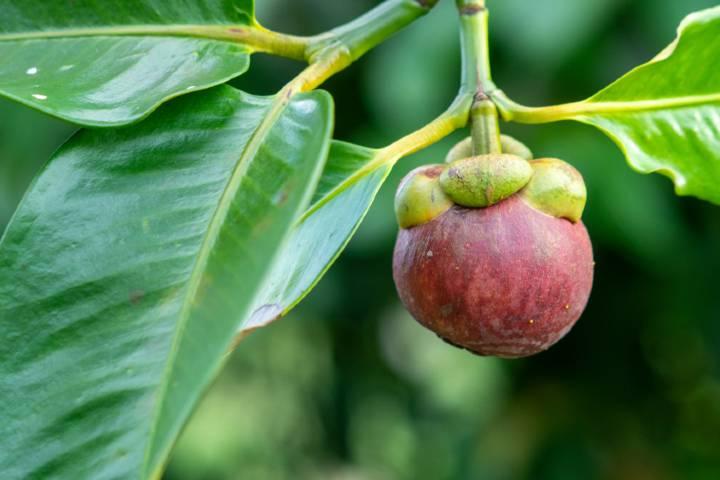 mangosten-shutter4.jpg