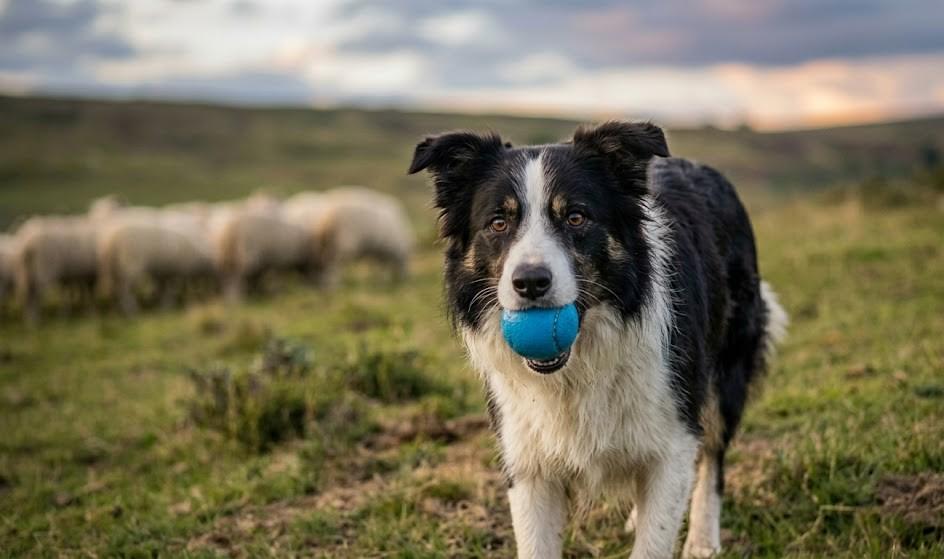 border collie 1.jpg