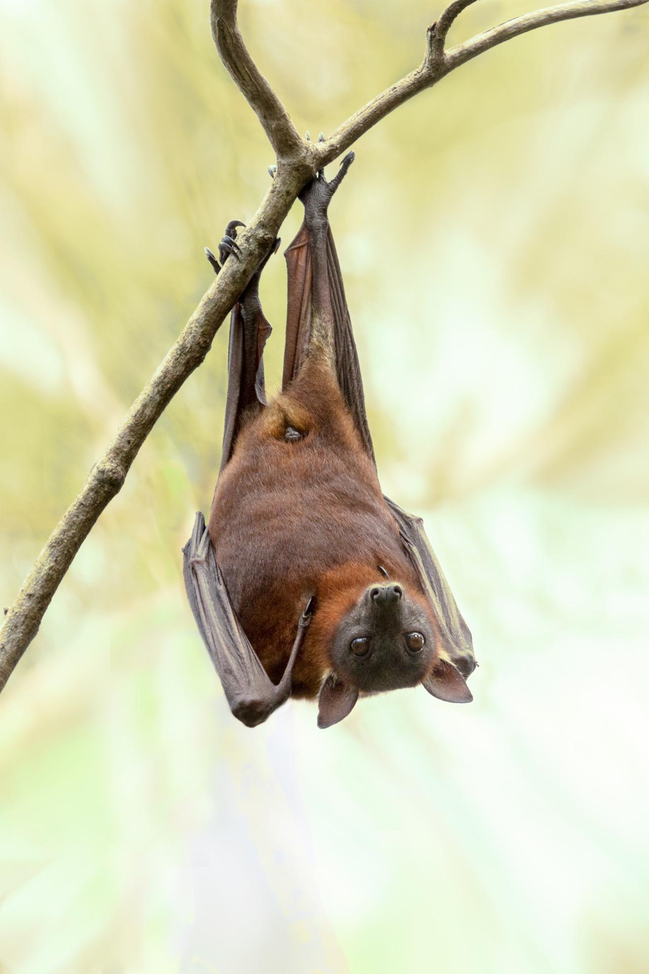 tree-nature-outdoor-branch-wildlife-wild-1034213-pxhere.com.jpg