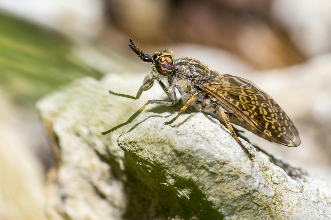 Tabanus bromius