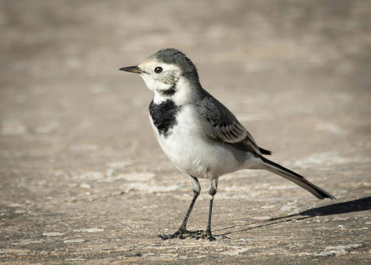 White wagtail (Motacilla alba)