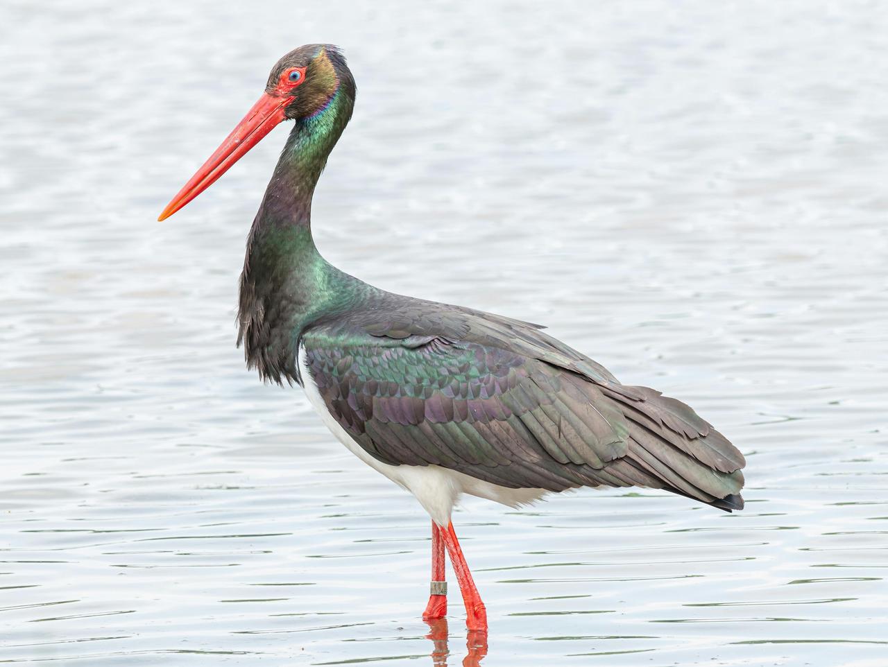 Black Stork (Ciconia nigra)
