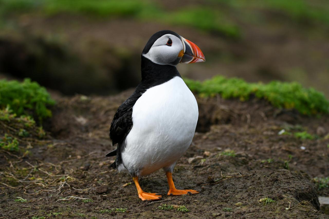 Atlantik deniz papağanı (Fratercula arctica)