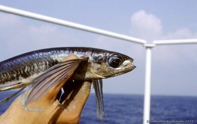 Yelken kanatlı uçan balık [Parexocoetus brachypterus (Richardson, 1846)]