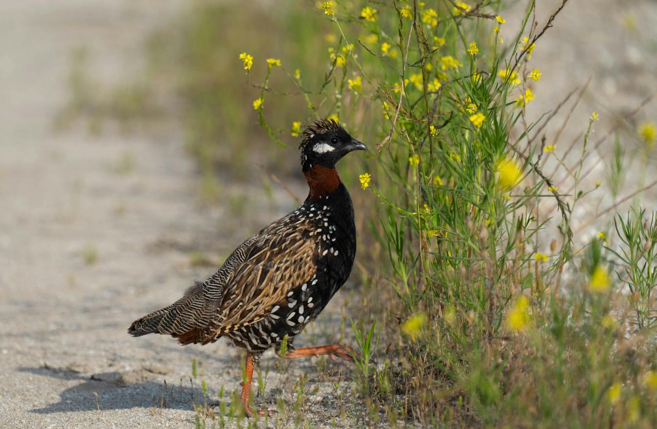 Turaç (Francolinus francolinus)